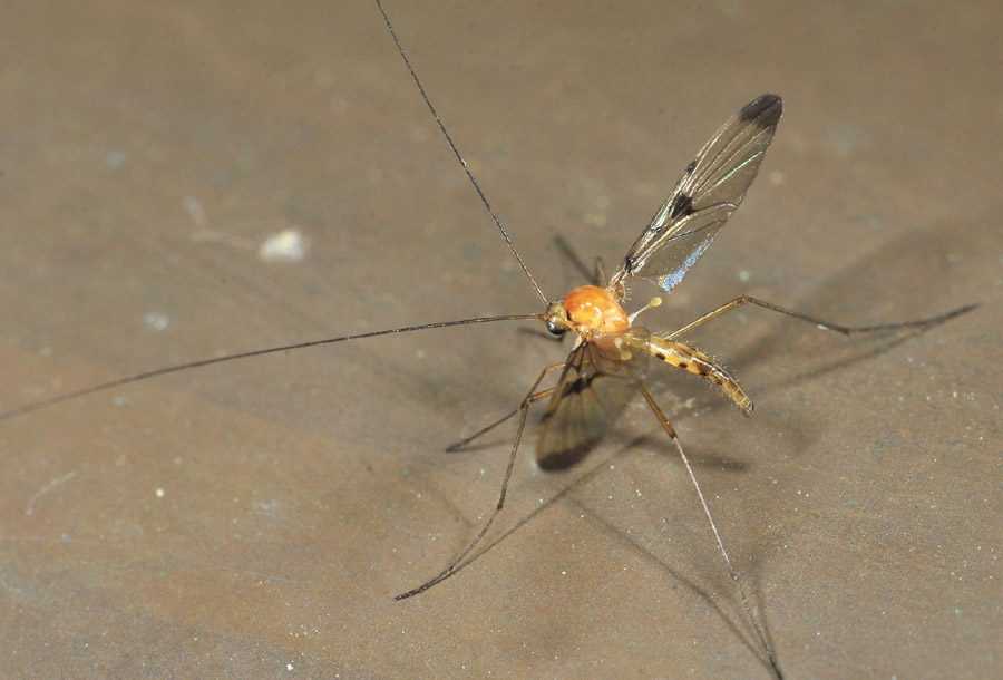 lunghissime antenne: Macrocera sp. (Keroplatidae)